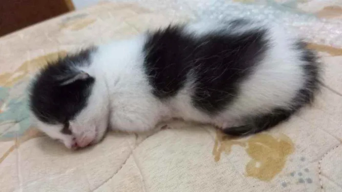 Gato ra a  idade Abaixo de 2 meses nome Resem nascido 