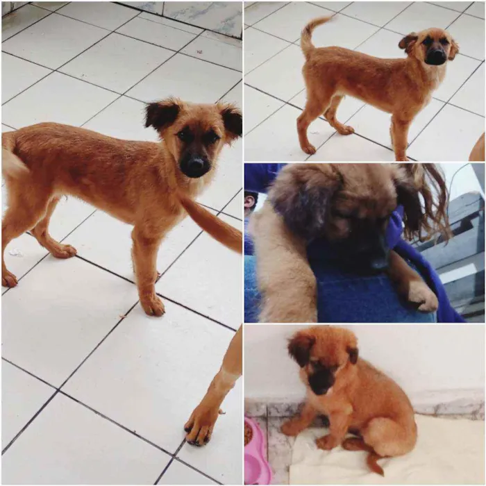 Cachorro ra a SRD idade 2 a 6 meses nome Princes 