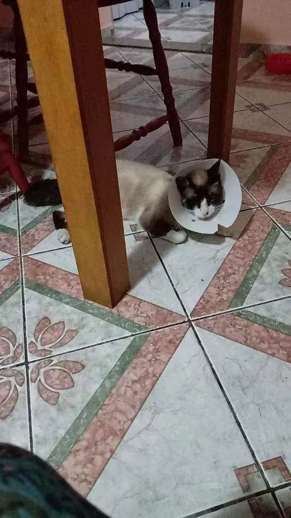Gato ra a SRD idade 1 ano nome Todynho
