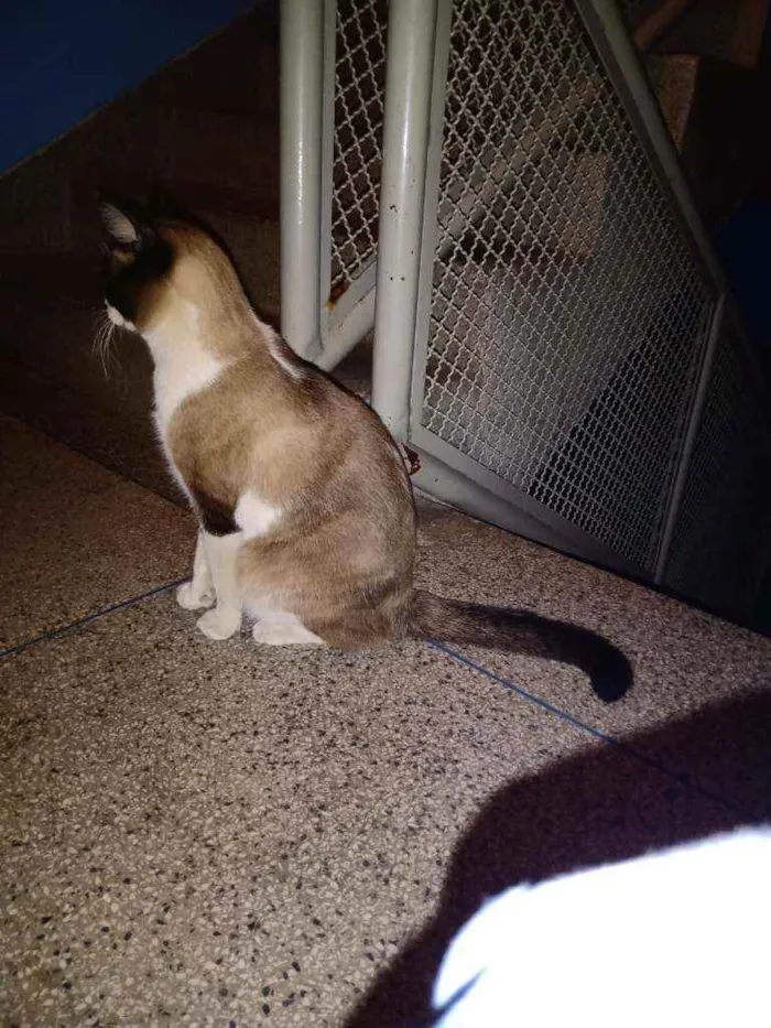 Gato ra a SRD idade 1 ano nome Todynho