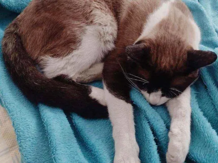 Gato ra a SRD idade 1 ano nome Todynho