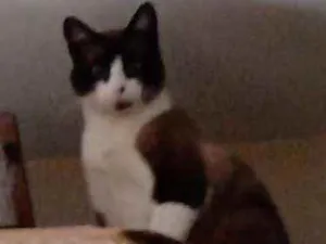 Gato raça SRD idade 1 ano nome Todynho
