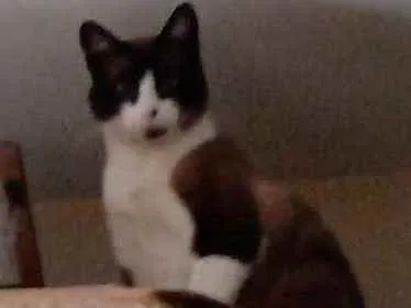 Gato ra a SRD idade 1 ano nome Todynho