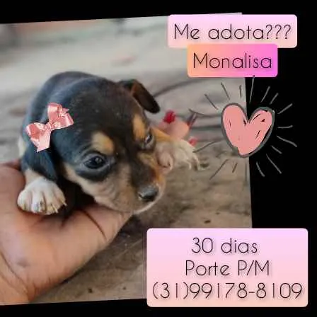 Cachorro raça SRD idade Abaixo de 2 meses nome Monalisa 