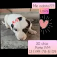 Laila
