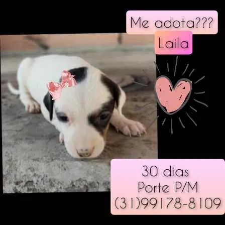 Cachorro raça SRD idade Abaixo de 2 meses nome Laila