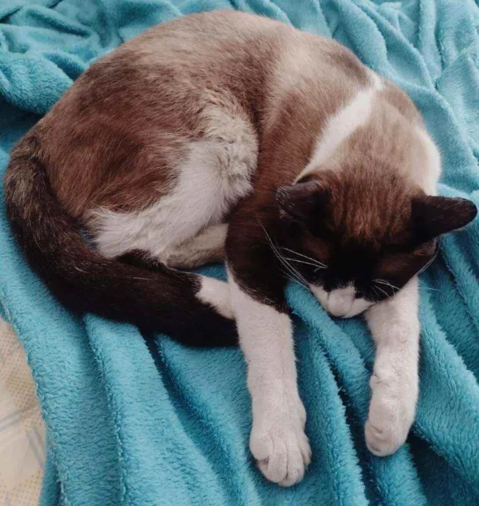 Gato ra a SRD idade 1 ano nome Todynho