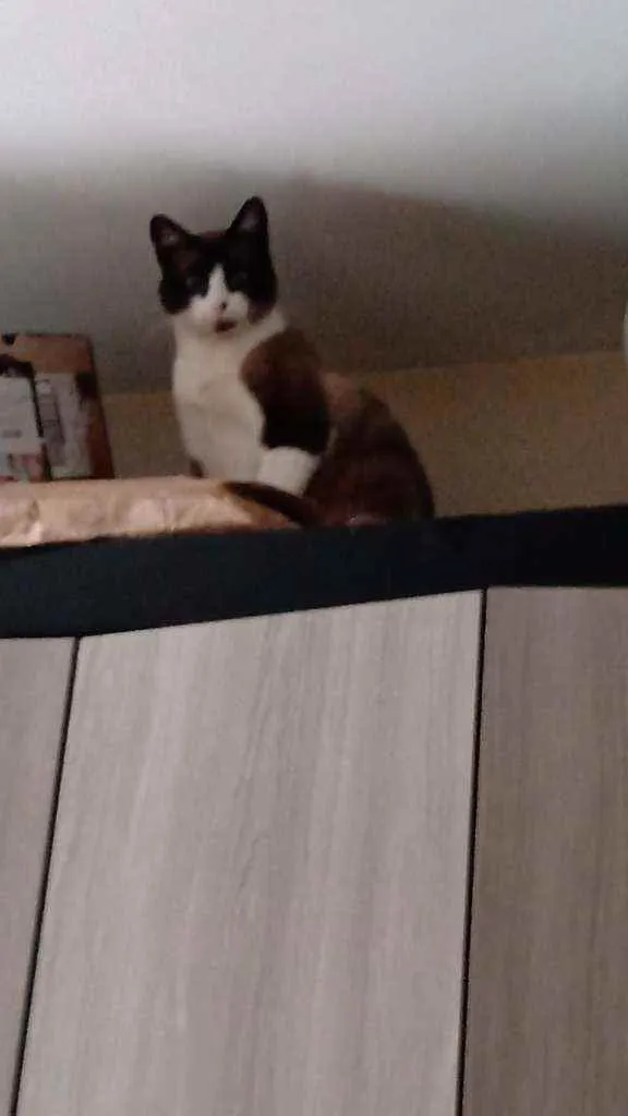 Gato ra a SRD idade 1 ano nome Todynho