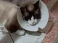 Todynho
