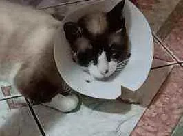 Gato ra a SRD idade 1 ano nome Todynho