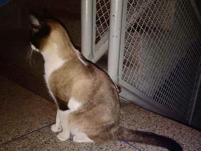 Gato ra a SRD idade 1 ano nome Todynho