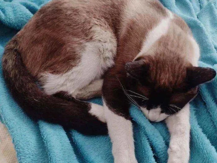 Gato ra a SRD idade 1 ano nome Todynho