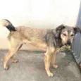 Cachorro raça Srd  idade 1 ano nome Lupycínio