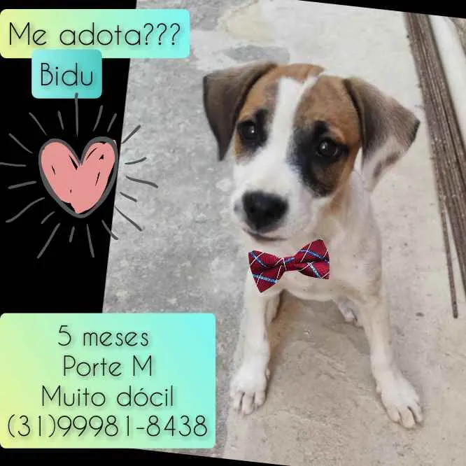 Cachorro raça SRD idade 2 a 6 meses nome Bidu