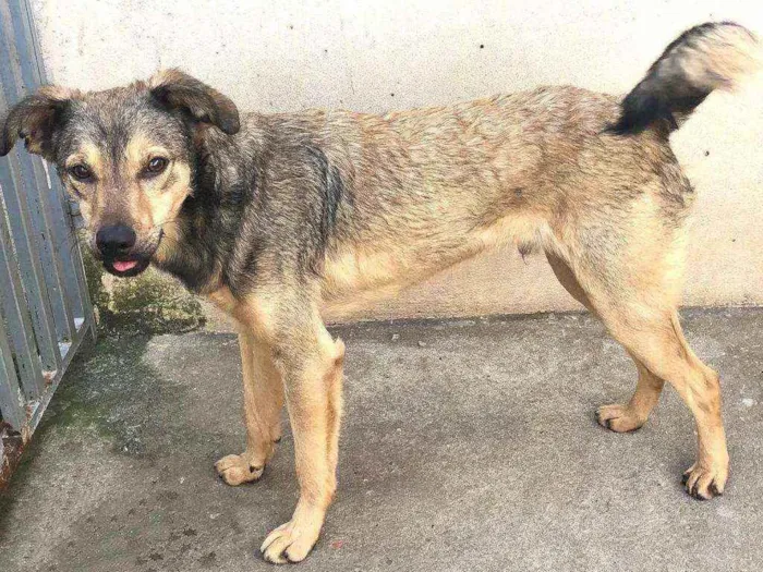 Cachorro raça Srd  idade 1 ano nome Lupycínio