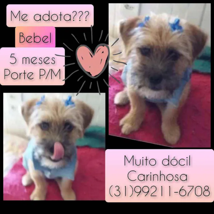 Cachorro raça SRD idade 2 a 6 meses nome Bebel