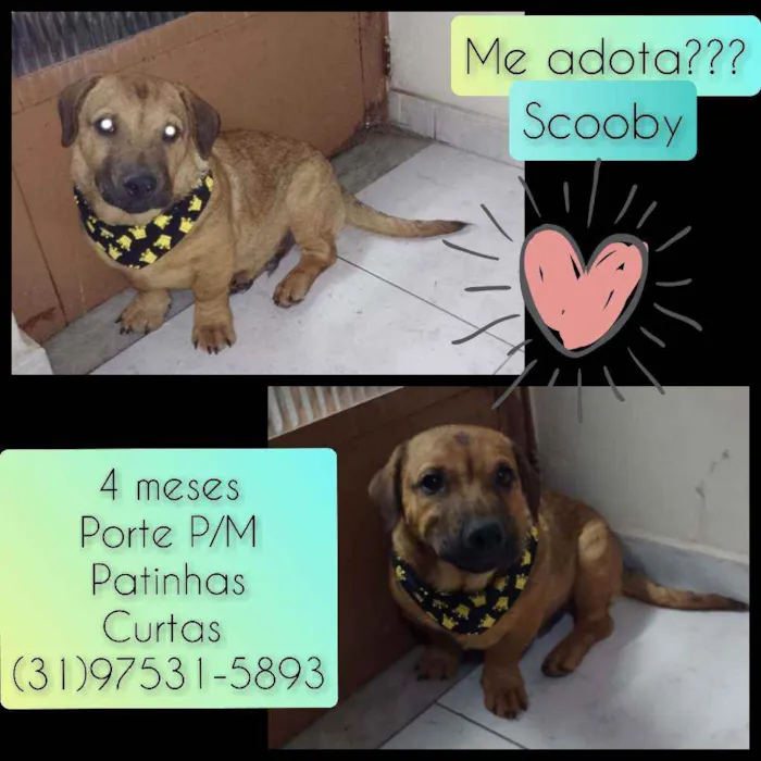 Cachorro raça SRD idade 2 a 6 meses nome Scooby