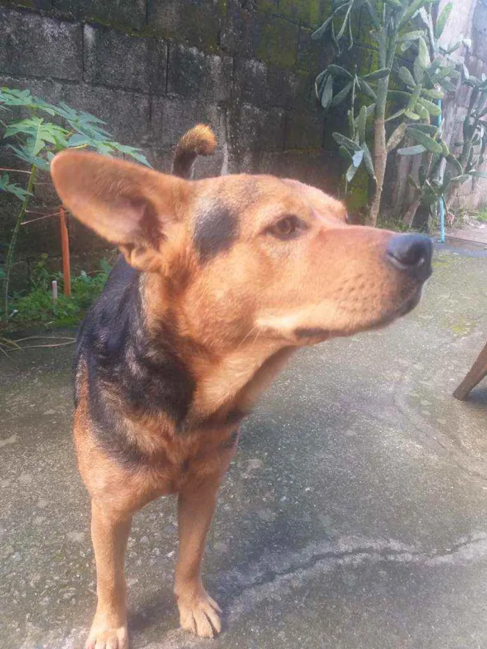 Cachorro ra a Capa preta idade 2 anos nome Spike