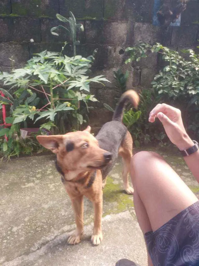 Cachorro ra a Capa preta idade 2 anos nome Spike