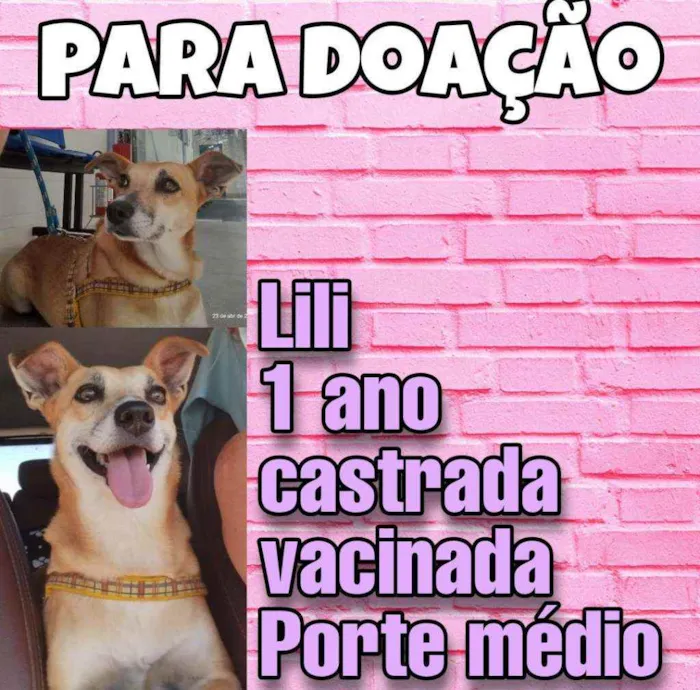 Cachorro raça SRD idade 4 anos nome Lili