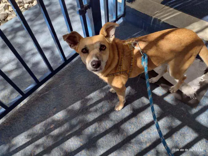 Cachorro raça SRD idade 4 anos nome Lili