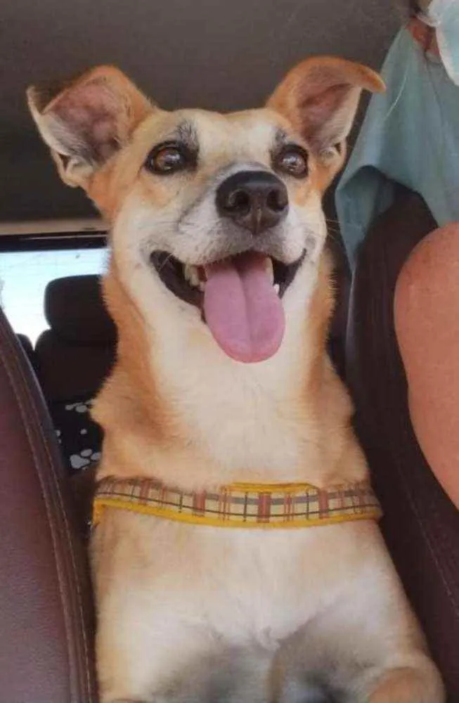 Cachorro raça SRD idade 4 anos nome Lili