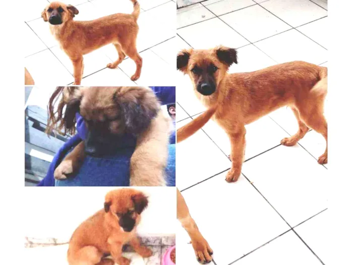 Cachorro ra a SRD idade 2 a 6 meses nome Princes 