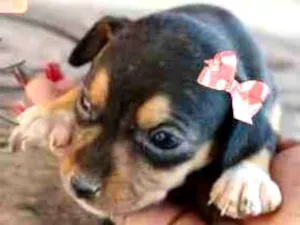 Cachorro raça SRD idade Abaixo de 2 meses nome Monalisa 