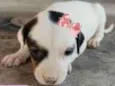 Laila