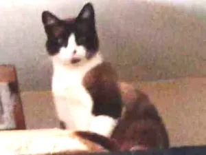 Gato raça SRD idade 1 ano nome Todynho