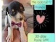 Romeu 