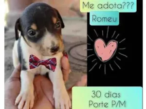 Cachorro raça SRD idade Abaixo de 2 meses nome Romeu 