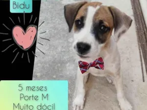 Cachorro raça SRD idade 2 a 6 meses nome Bidu