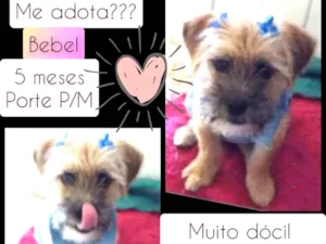 Cachorro raça SRD idade 2 a 6 meses nome Bebel