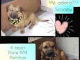 Scooby
