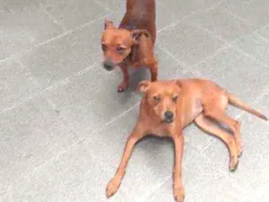 Cachorro raça Srd  idade 2 anos nome Biateka e Kostela