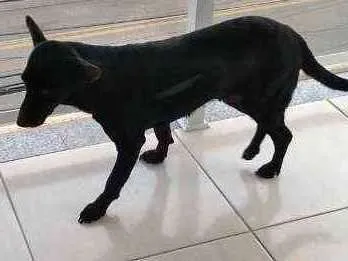 Cachorro ra a Vira lata idade 6 ou mais anos nome Pretinha