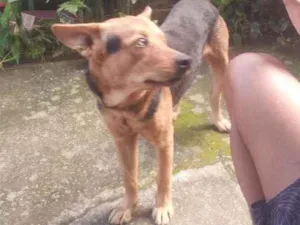 Cachorro raça Capa preta idade 2 anos nome Spike