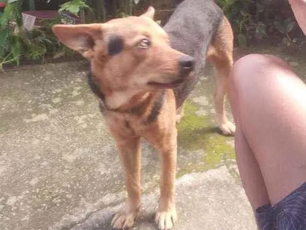 Cachorro ra a Capa preta idade 2 anos nome Spike