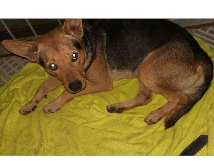 Cachorro ra a Capa preta idade 2 anos nome Spike
