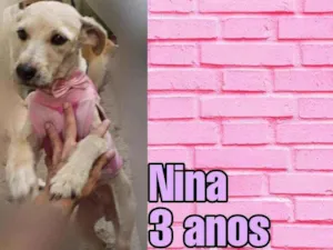 Cachorro raça SRD idade 1 ano nome Nina