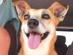 Cachorro raça SRD idade 4 anos nome Lili