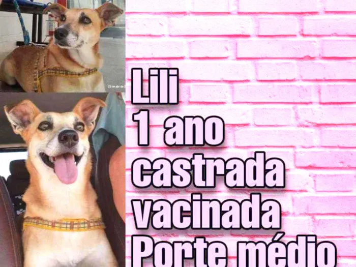 Cachorro raça SRD idade 4 anos nome Lili