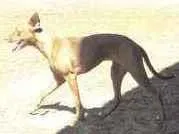 Cachorro raça Pitbull com vira-lata idade 2 anos nome Rayca
