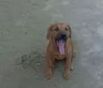 Zac