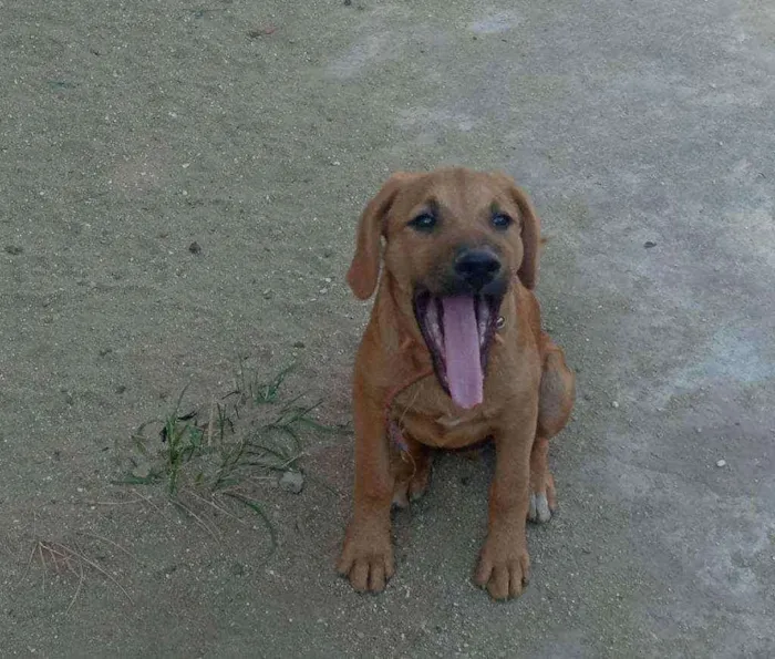 Cachorro ra a SRD idade  nome Zac