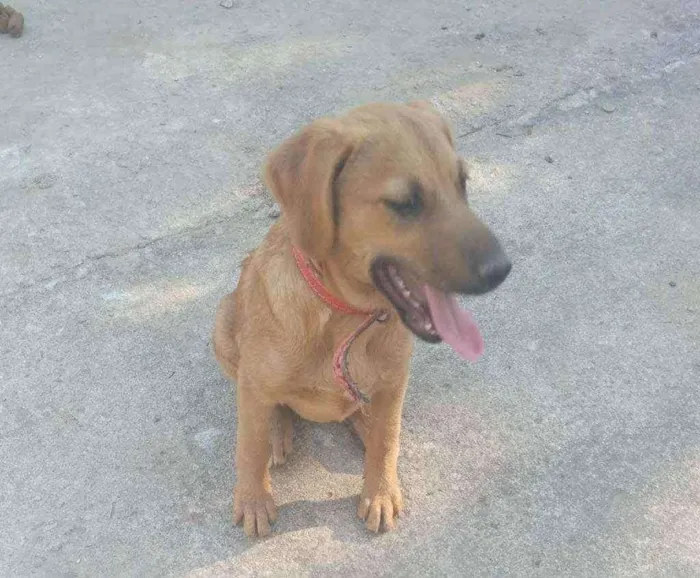 Cachorro ra a SRD idade  nome Zac