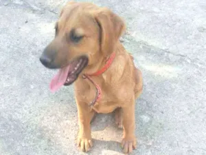 Cachorro raça SRD idade  nome Zac