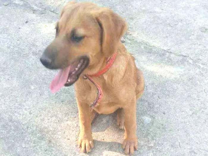 Cachorro ra a SRD idade  nome Zac