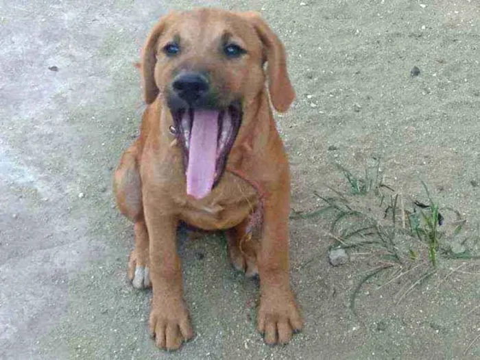 Cachorro ra a SRD idade  nome Zac